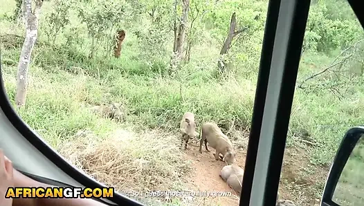 Pacar sange kulit hitam pengen banget nyepong kontolku di tengah perjalanan safari