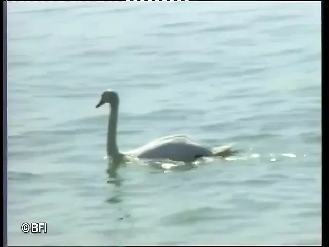 DVD Babes on the boat enjoy in anal and dp bang orgy