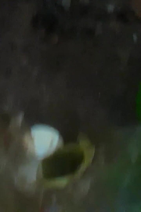 Džungla Desi video viralni