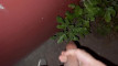Pratinjau video