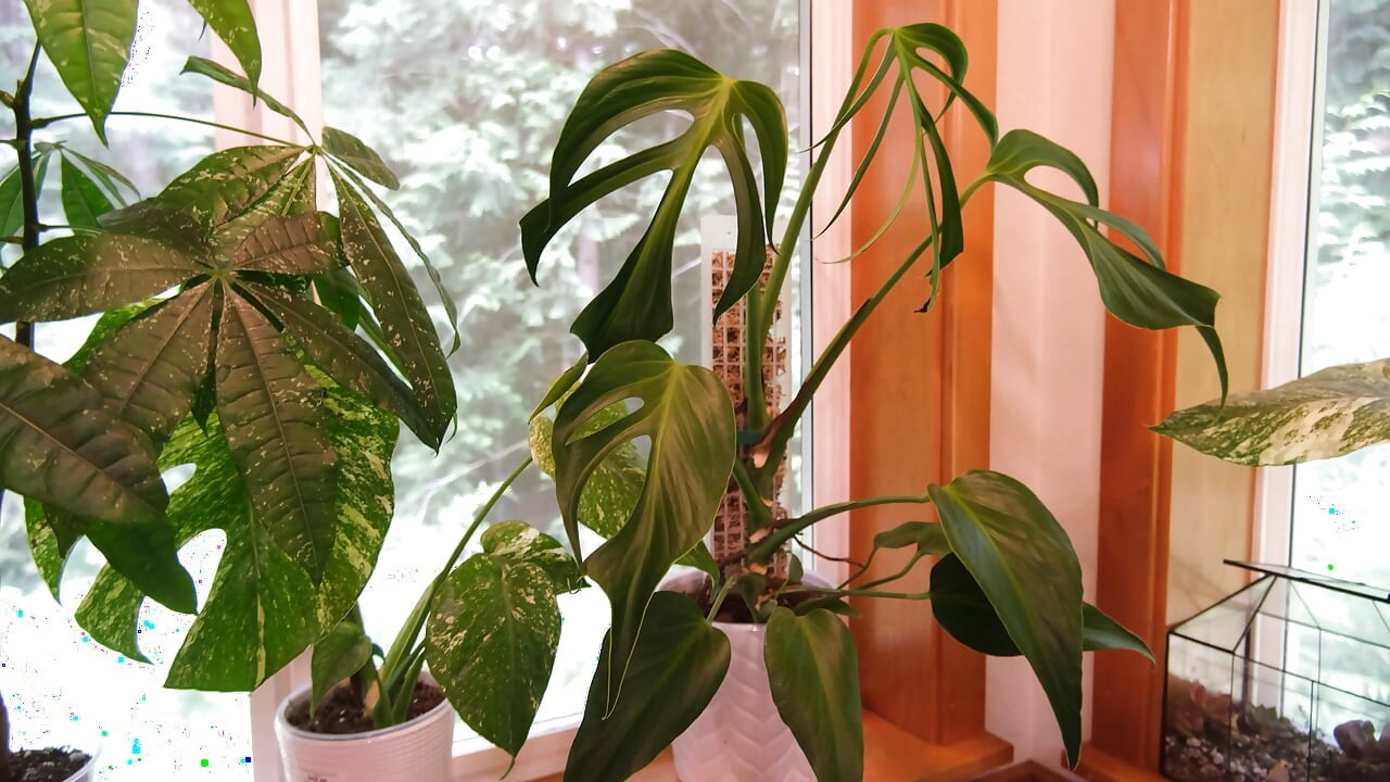 Moving My Plants Indoors