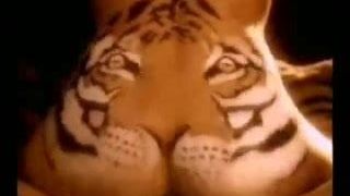 Feed the Tiger - cock eating tiger