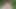 Big dick nudist walking through the woods