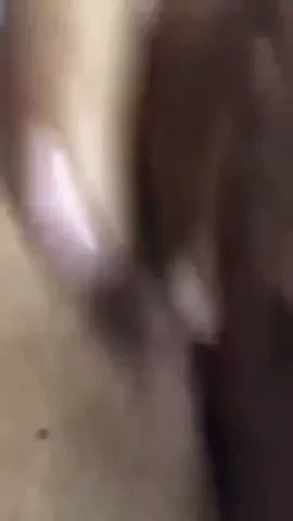 Kawda asa