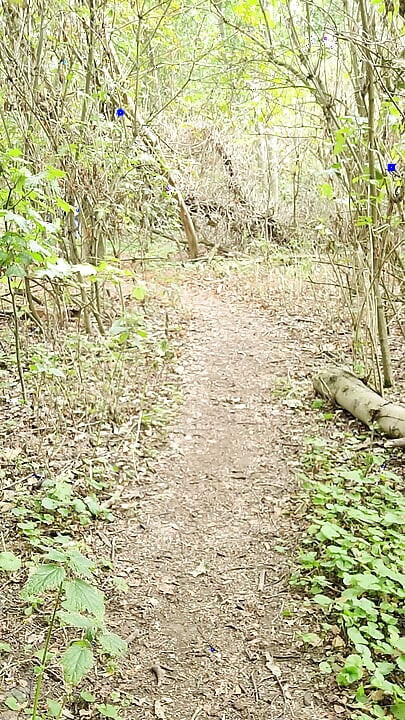 A short walk in the woods and a part strip