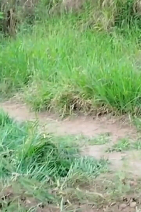 Tetanggaku yang nakal