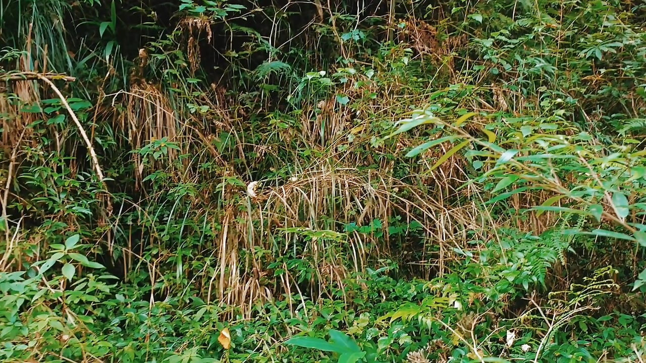 A wild boy masturbates, moaning and ejaculating by a stream in the deep mountains, and then eats his own semen