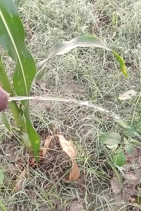 Indian Boy Pissing in Morning