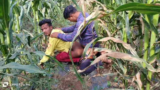 Indyjskie filmy Desi - Robotnik pracujący na polu kukurydzy zerżnął tyłek swojego partnera - Hindi Voice
