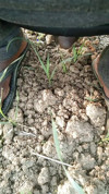 Pratinjau video