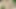 Chatting and playing with my dick in the woods