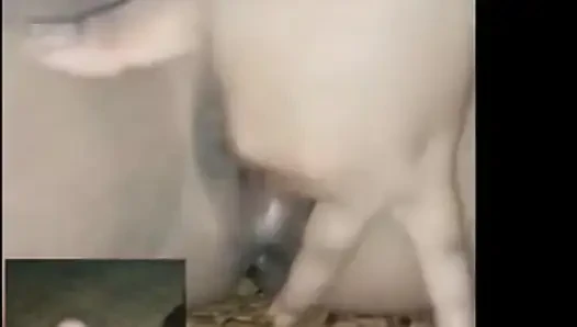 Seks panggilan video