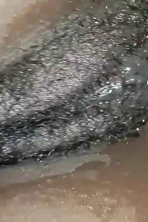 अफ्रीकी कमसिन पहली बार चुदाई