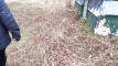 Pratinjau video