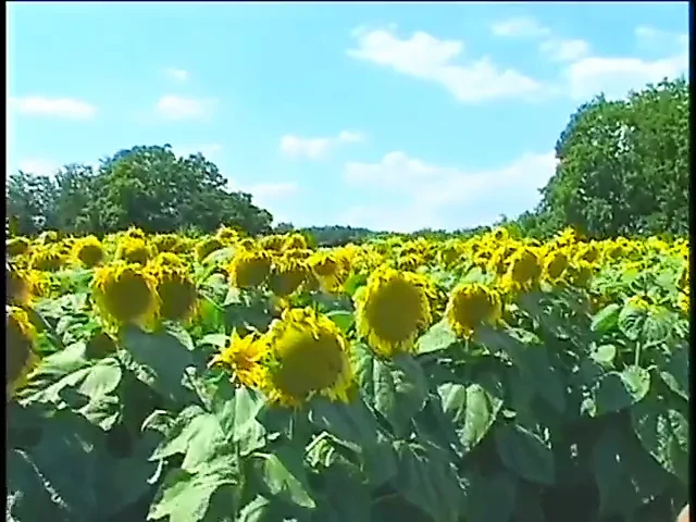 Velké velké holky