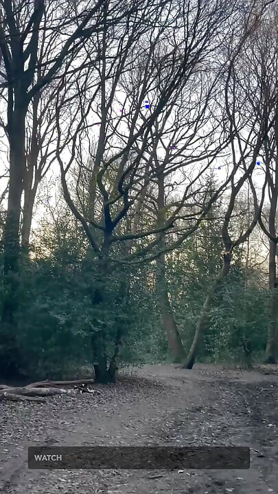 เดินในป่า