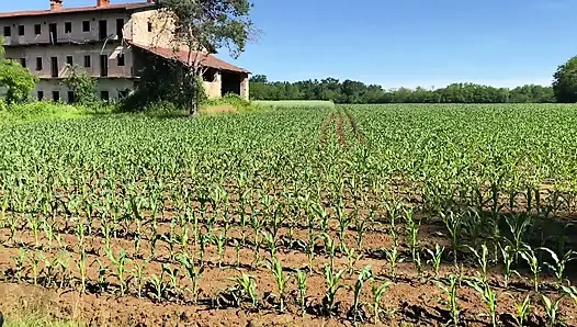 Горячая жена принимает интенсивный анал на улице в багажнике автомобиля - настоящая пара в любительском видео от первого лица