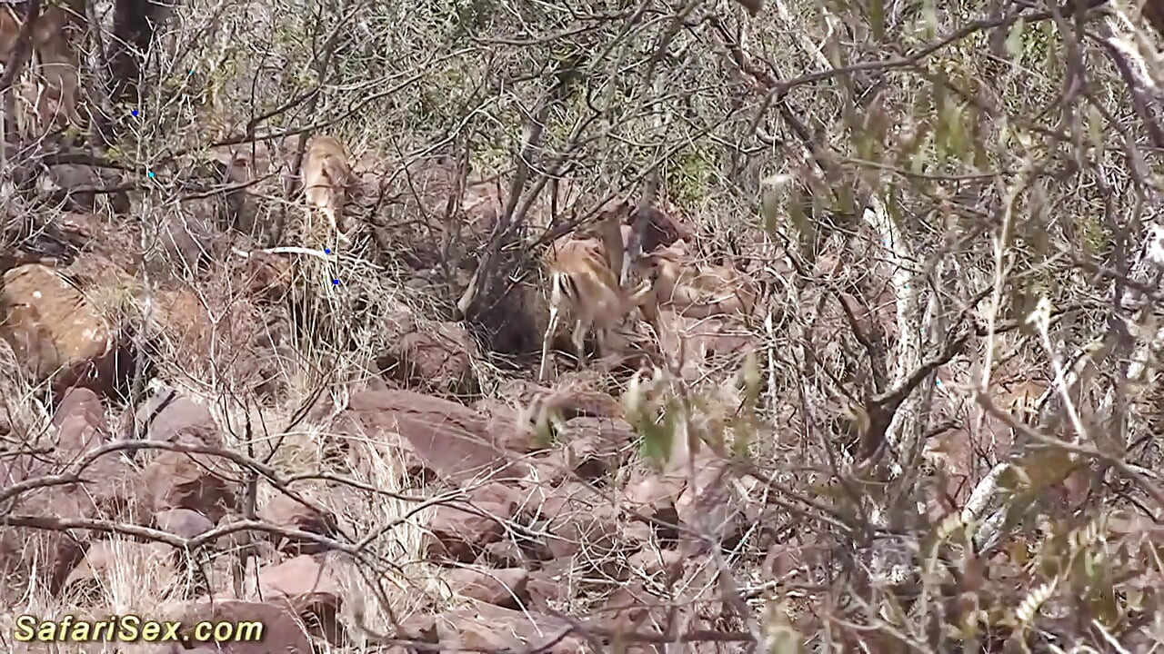 अफ्रीकी गृहिणी की सेक्स पर्यटक द्वारा जोरदार चुदाई