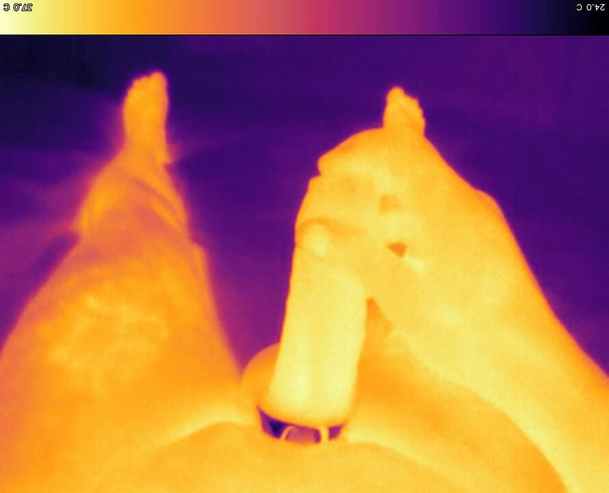Jerking off with cock ring on thermal camera