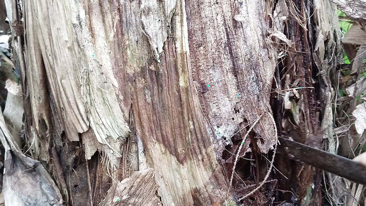 Banana Tree with a Dirt Dildo
