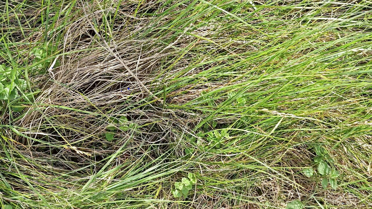 Wanking my big cock in the dunes
