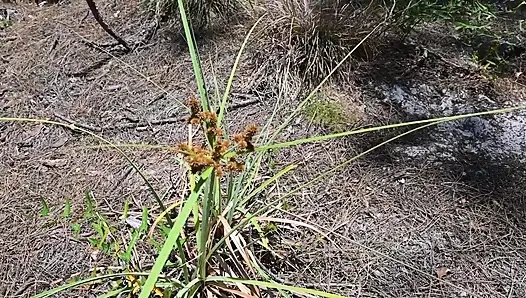 Прогулка на природе за кулисами и мастурбация по тропе