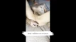 Предпросмотр видео
