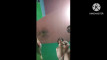Pregled videozapisa