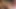 Capri, patronu tarafından sekse yol açan seksi bir çağrıya yakalandı