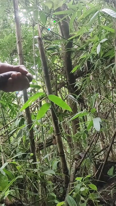 Soksoka in jungle