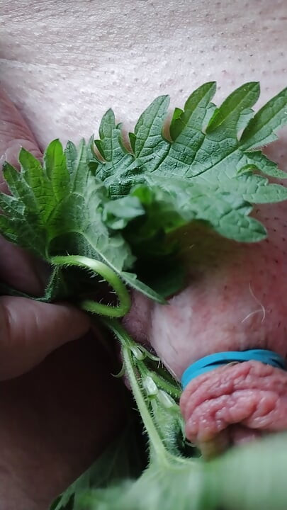 वसंत ऋतु के पहले बिछुआ!