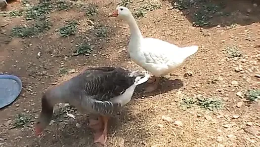 Ülkede vakit geçirmek için sikişmekten daha iyi bir şey yok!