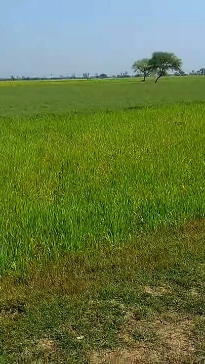 Jangal me mangal part 1  Hot indian Outdoor forest Sex | Clip 1