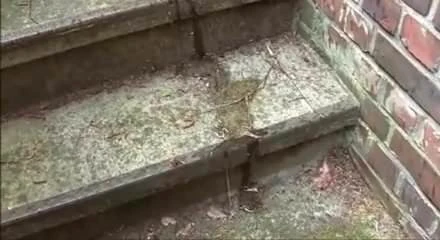 Mov10