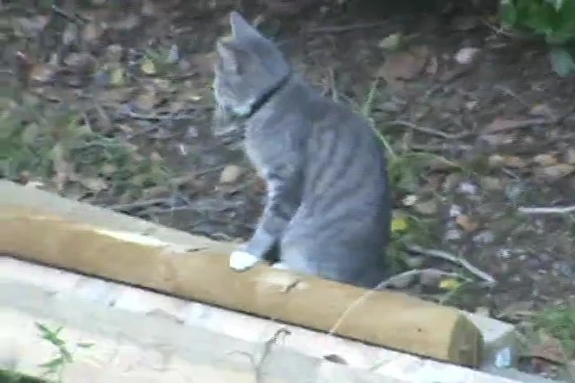 Getting Cat!!