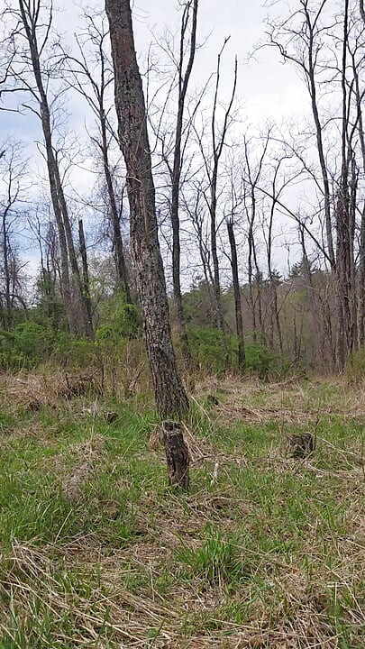 Pissing in the woods while nude