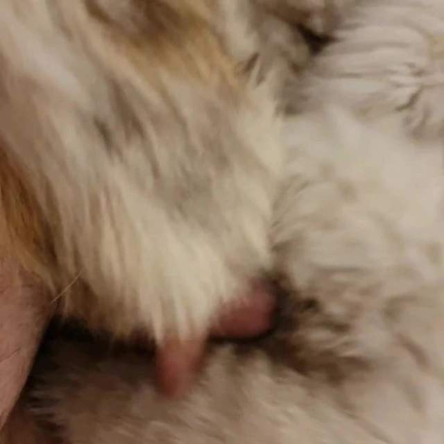 fox fur video 2