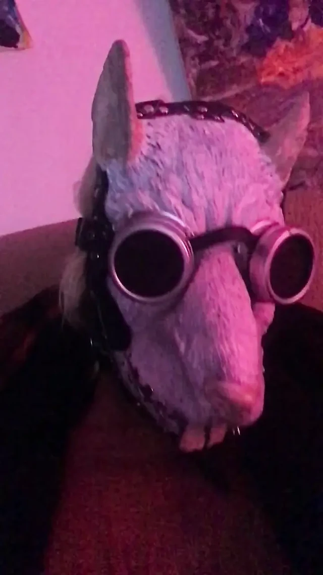 Please suck in my butt hole sir