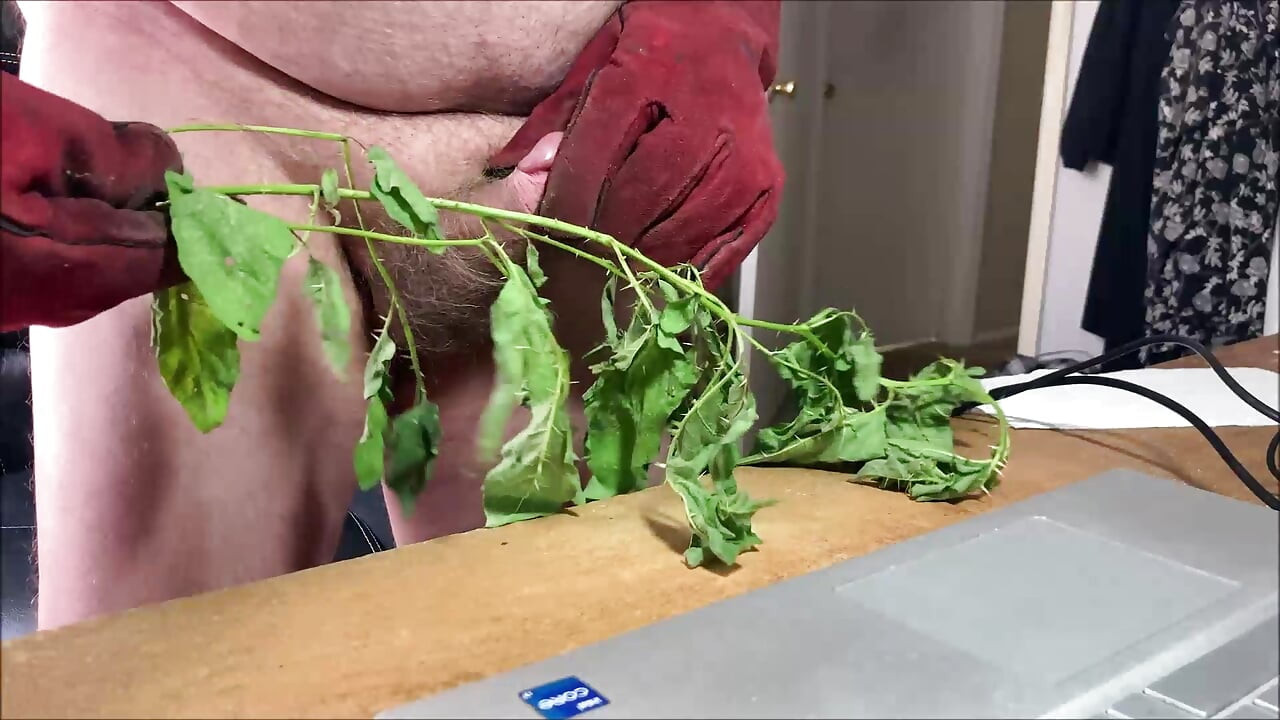 Stinging Nettles CBT