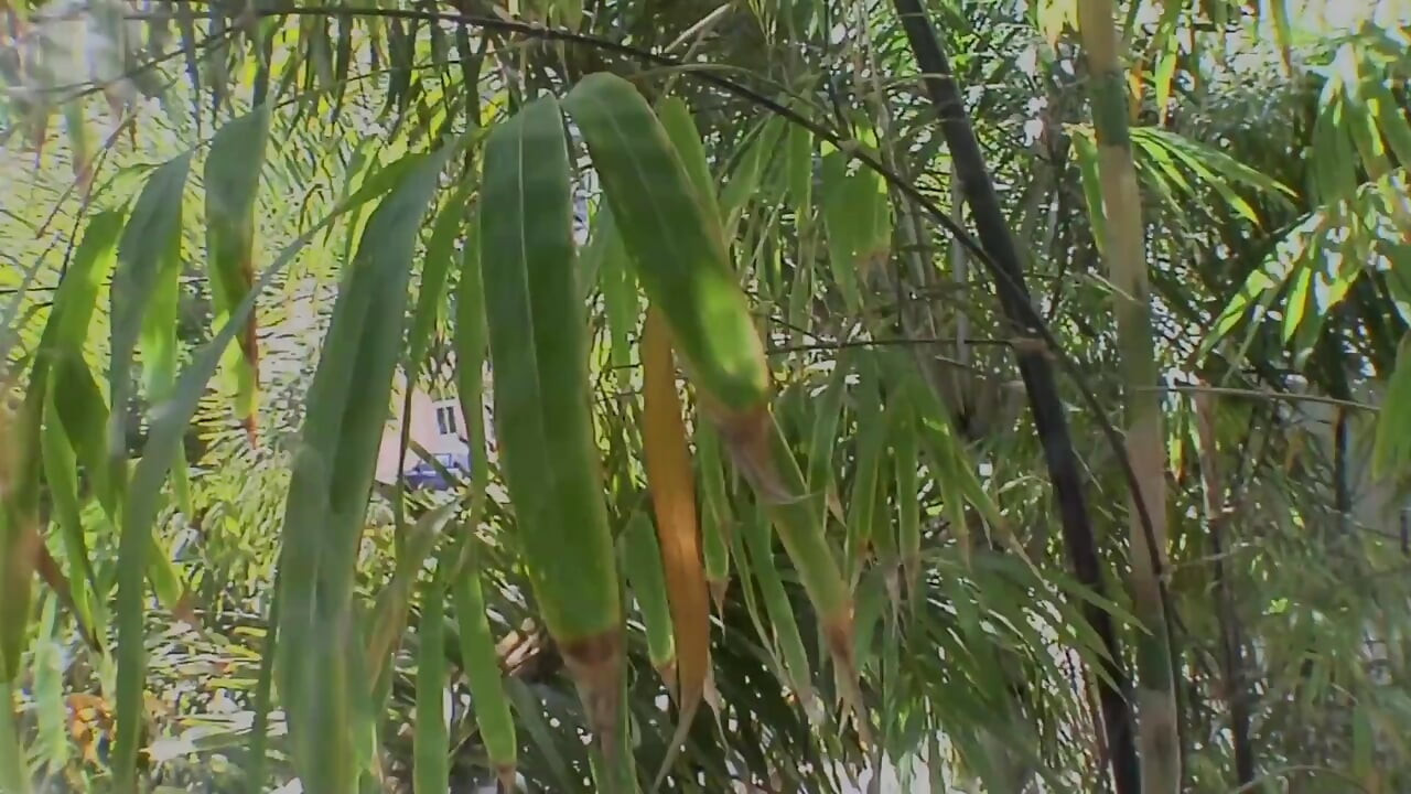 בלונדינית חמודה מקבלת זרע בפה אחרי זיון חזק