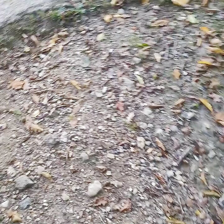 Šetnja šumom