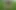 Piss from a mature hairy pussy on flowers and grass. Chubby MILF urinates outdoors in a park. PAWG.