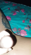 Pratinjau video