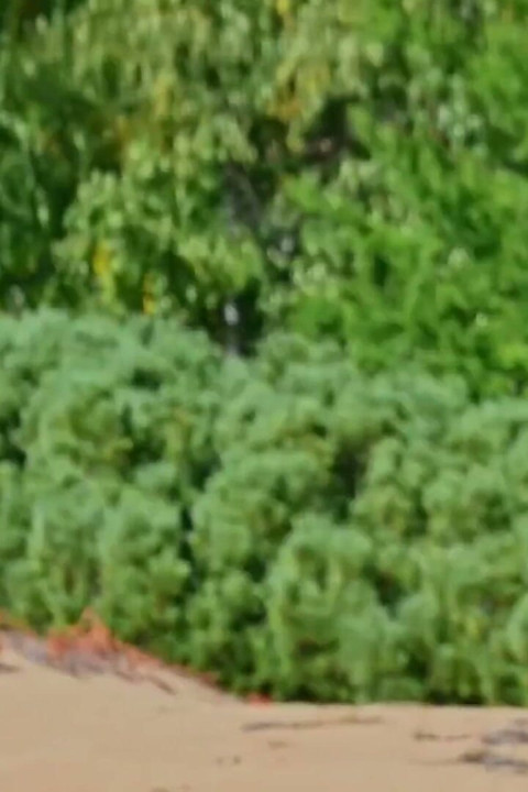Just Look What I Filmed on the Beach