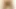 Hairy Bottom Drippy Creampie Pushout