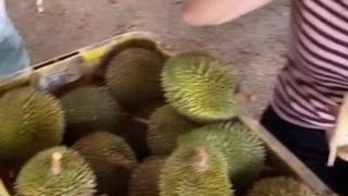 Angekommene Möpse oder Durian