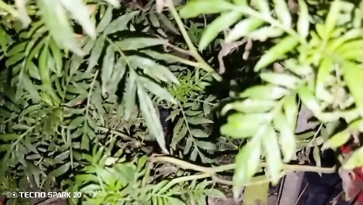 Evening Hookup with the Neighbor Next Door