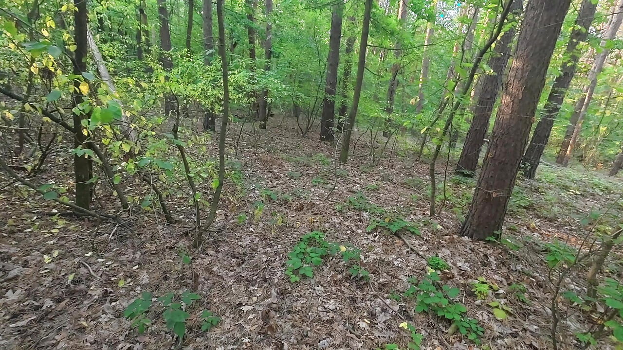 A walk in the forest