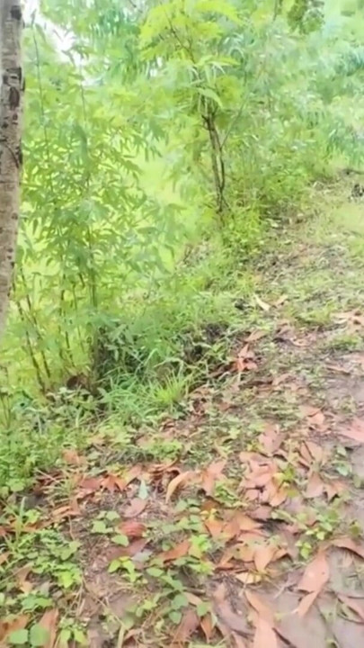 Thai Girl Walking Showing Along the Side of the Field Road in the Countryside Thai Outdoor Public | Clip 1