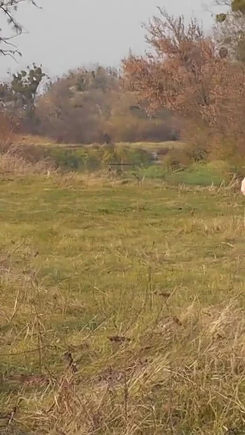 Powerful moment from "Naked in public. Outdoors sexy woman Milf without panties and bra playing sports Outside. Natural"